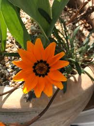 Image result for Gazania krebsiana