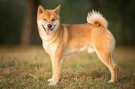 Shiba Inu Dog Breed Information Calm Dog Breeds Shiba Inu Dog Dog Breeds