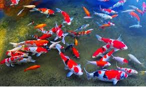 Tahukah kamu, bahwa harga ikan koi dapat menembus angka milyaran rupiah lho! Ikan Koi Dianggap Sebagai Perlambang Keberuntungan Dan Kesejahteraan