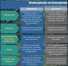 Endocytosis and exocytosis are forms of active transport. Difference Between Endocytosis And Exocytosis Compare The Difference Between Similar Terms