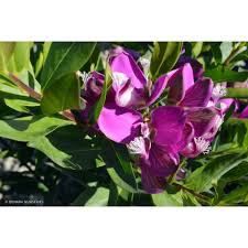 Image result for Polygala stenopetala