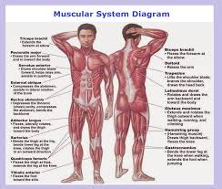 You've just got five to. All Muscles In The Body Labelled Naming Skeletal Muscles Lifetime Fitness And Wellness