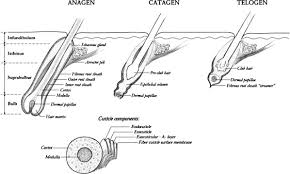 I usually puck the hair out, which usually pulls a portion of this white thing out of my skin. The Genetics Of Hair Shaft Disorders Journal Of The American Academy Of Dermatology