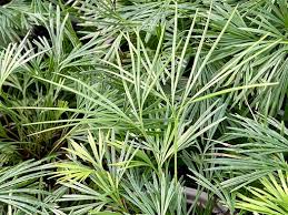 Image result for Actiniopteris