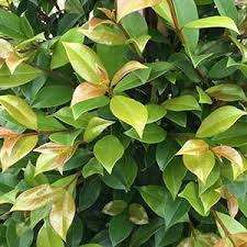 Maybe you would like to learn more about one of these? Lilly Pilly Backyard Bliss Nurseries Online Australia