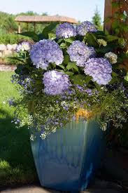 Apr 09, 2020 · a classic summer staple, geraniums are great in hanging baskets, container gardens, planted right into your garden beds, and even tabletop displays. Hydrangea Plants Summer Hydrangeas Garden Containers