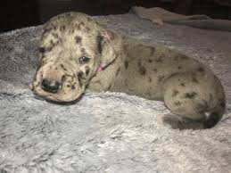 If you have any questions or would like to see additional photos or videos please feel free to reach out to us via email and or phone. Great Dane Puppies For Sale New Albany In 252108