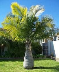 Palm tree trimming cost anywhere from $100 to $1,500, depending its height. Bottle Palm Trees For Sale Fastgrowingtrees Com