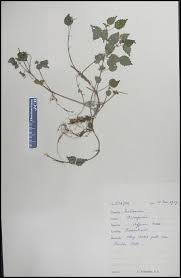 Image result for Droguetia iners