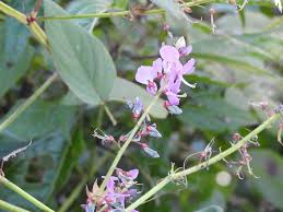 Image result for Grona adscendens