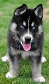 Baby Black And White Husky With Blue Eyes Jasper Cute Animals Puppies Baby Dogs