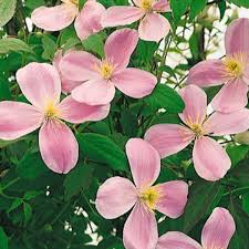 Add to cart 50 quality seeds. Montana Pink Perfection Clematis Whitehall Garden Centre
