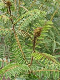 Image result for Tephrosia vogelii
