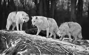 Like windows and apple laptops, chromebooks include plenty of wallpaper options for your aesthetic pleasure, including beautiful landscape shots, architectural landmarks and photogenic animals. Wolfpack Uhd Chromebook Wallpaper Hd 4k Uhd Wallpaper Wolf Wallpaper Animal Art