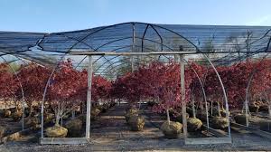 Find help and information on acer palmatum 'emperor 1' amoenum group 'emperor1' japanese maple 'red emperor' 'wolff', including varieties and pruning advice. Emperor Japanese Maple Wilson Nurseries