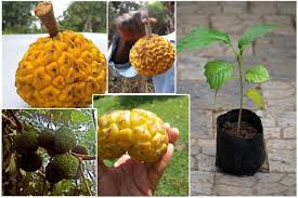 Image result for Myrianthus arboreus