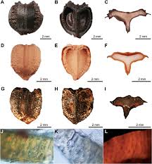Image result for Cyphostemma heterotrichum