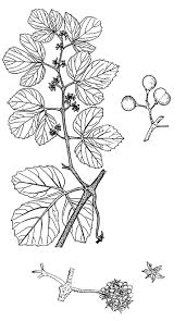 Image result for Rhoicissus tridentata