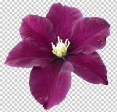 We did not find results for: Leather Flower Png Clipart Annual Plant Clematis Download Flower Flowering Plant Free Png Download