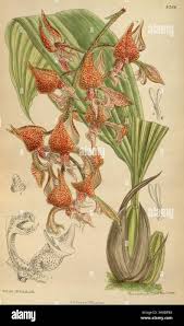 Image result for Kalanchoe latisepala