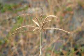 Image result for Cynodon nlemfuensis