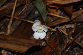 Image result for Didymoplexis