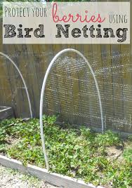 Bird Netting For Garden Near Me How To Make Diy Bird Netting To Protect Berry Bushes Berry Garden Bird Netting Berry Bushes