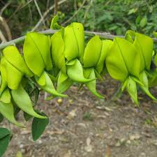 Image result for Crotalaria shirensis