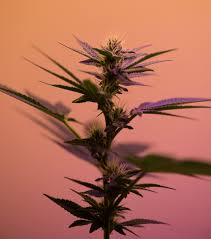 Actualités et articles sur le cannabis, Québec Canada