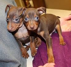 Find a bulldog on gumtree, the #1 site for dogs & puppies for sale classifieds ads in the uk. Miniature Pinscher Nj All Miniature