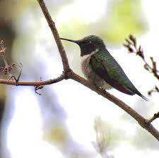 Profile for Olivia Tracy-Photography