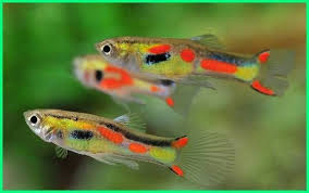 Panduan Lengkap Perawatan Ikan Guppy Endler Dunia Fauna Hewan Binatang Tumbuhan Ikan Binatang Hewan