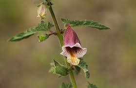 Image result for Ceratotheca