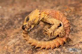 Sculpture based on the armadillo girdled lizard, what a wonderful creature! Armadillo Girdled Lizard Sanbi