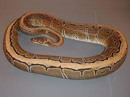 This stripe is actually beloved by breeders who regard it as a great way to dramatically alter patterns in offspring. Pinstripe Morph List World Of Ball Pythons