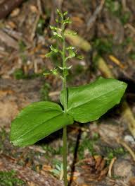 Image result for Holothrix longiflora