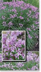 Plants Management Australia Pty Ltd Plants Hardy Plants Low Maintenance Plants