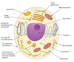 Check spelling or type a new query. 17 3 Membranes And Membrane Lipids Chemistry Libretexts