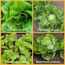 Growing your own lettuce is easy and quick and unlike lettuce from the supermarket it is really fresh. 10 Growing Winter Lettuces Signals Az