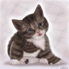 Pin By Favorite Things On Omg Catz I Love You Pictures I Love Cats I Love Mom