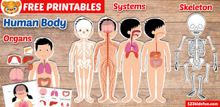 This english lesson for children teaches vocabulary about internal body organs and their functions. Human Body Systems For Kids Free Printables 123 Kids Fun Apps