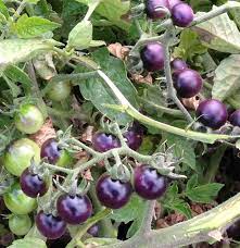 Buy 180 types of tomato plants and tomato seeds. Blue Berries Organic Tomato Seeds Tomatofest