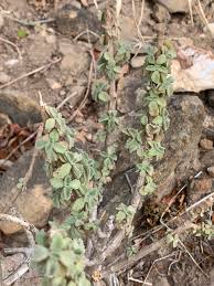 Image result for Coleus cylindraceus