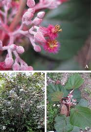 Image result for Gerrardinaceae