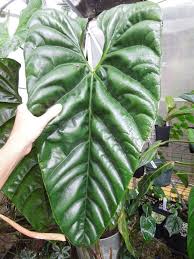 Anthurium Recavum Tanaman Pot Tanaman