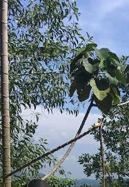 We did not find results for: Identify Tree With Gray Ridged Bark And Large Cordate Leaves Gardening Landscaping Stack Exchange