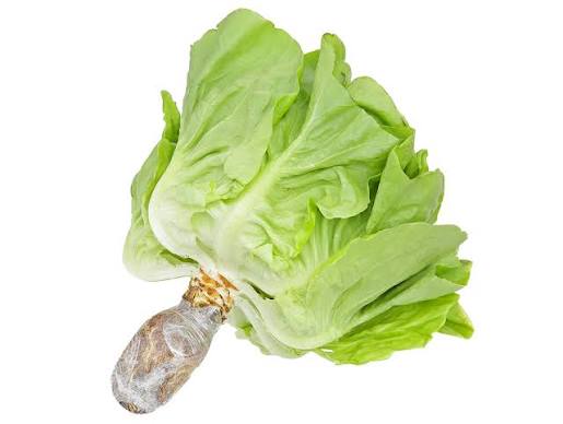 Xà Lách Thuỷ Canh Mỡ Đà Lạt - Xà Lách Mỡ Thuỷ Canh Túi 300g