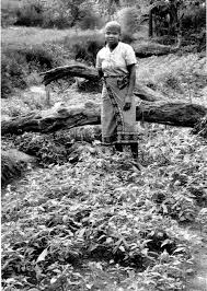 Image result for Landolphia letestui