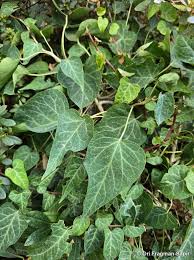 Image result for Hedera
