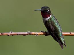 Big Black Bird With White Ring Around Neck Ruby Throated Hummingbird From Where I Watch My Hummers It Is Hard To Distinguish The Colors But T Ruby Throated Hummingbird Hummingbird Backyard Birds